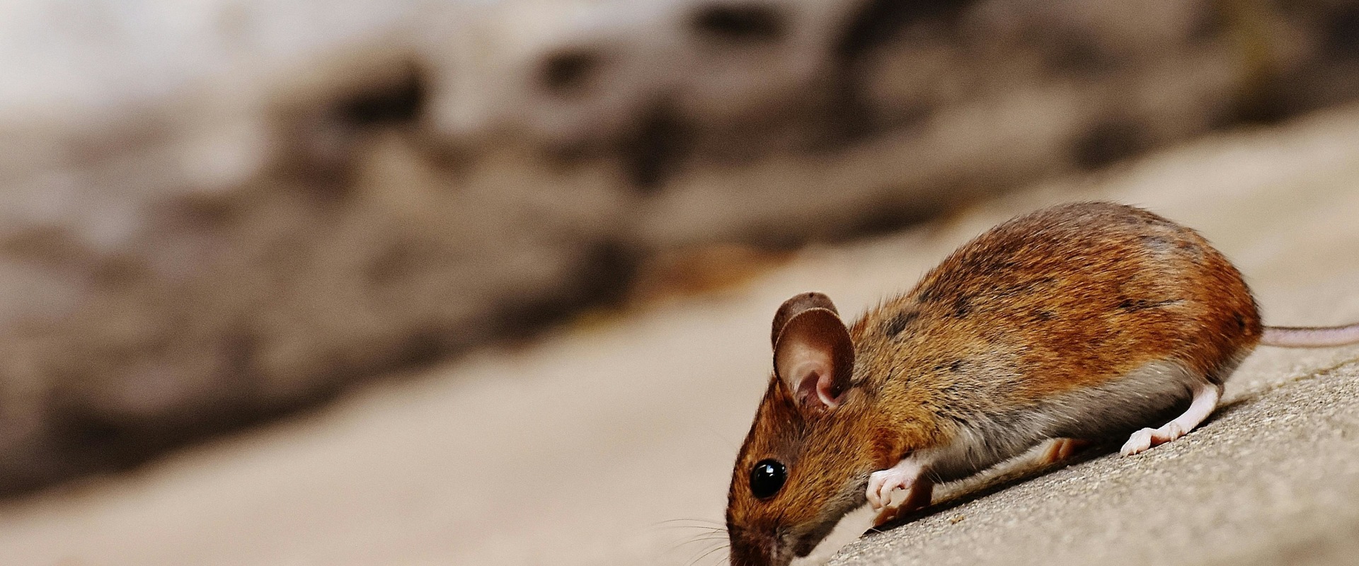 Why Eco-Friendly Rodent Control Is A Perfect Idea For Enhancing Home Staging In Fayetteville, Georgia?