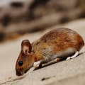 Why Eco-Friendly Rodent Control Is A Perfect Idea For Enhancing Home Staging In Fayetteville, Georgia?